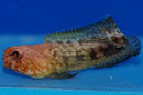 Jawfish - Red (Opistognathus rufilineatus) - Marine World Aquatics