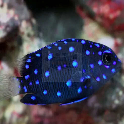 Jewel Damsel (Microspathodon chrysurus) - Marine World Aquatics
