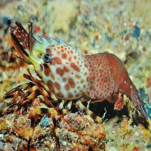 Jewel Shrimp (Saron inermis) - Marine World Aquatics