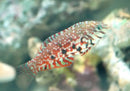 Jewelled Leopard Wrasse (Macropharyngodon lapillus) - Marine World Aquatics