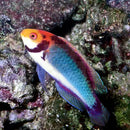 Koi Dwarf Parrot (Cirrhilabrus solorensis) - Marine World Aquatics