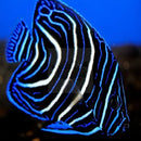 Koran Angel : J (Pomacanthus semicirculatus) - Marine World Aquatics