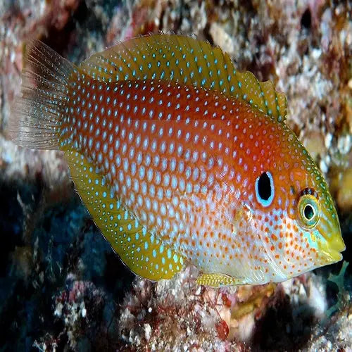 Kuiters Wrasse (Macropharyngodon kuiteri) - Marine World Aquatics
