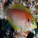 Kuiters Wrasse (Macropharyngodon kuiteri) - Marine World Aquatics