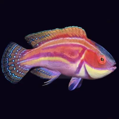 Laboute's Fairy Dwarf Parrot (Cirrhilabrus laboutei) - Marine World Aquatics