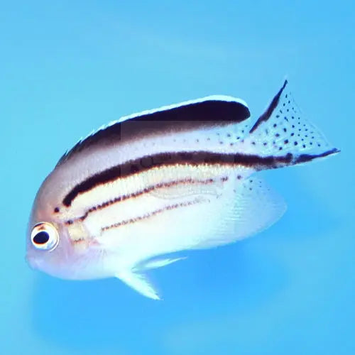 Lamark Angel Fish (Genicanthus lamarck) - Marine World Aquatics