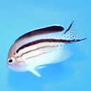 Lamark Angel Fish (Genicanthus lamarck) - Marine World Aquatics