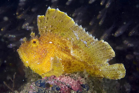 Leaf Fish - Coloured Info