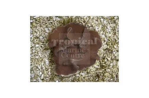 Leather Mushroom Rock (Rhodactis mussoides) - Marine World Aquatics