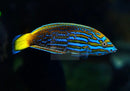 Lennardi Wrasse  (Anampses lennardi) VERY RARE - Marine World Aquatics