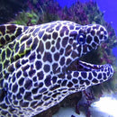 Leopard Eel (Gymnothorax favagineus) - Marine World Aquatics
