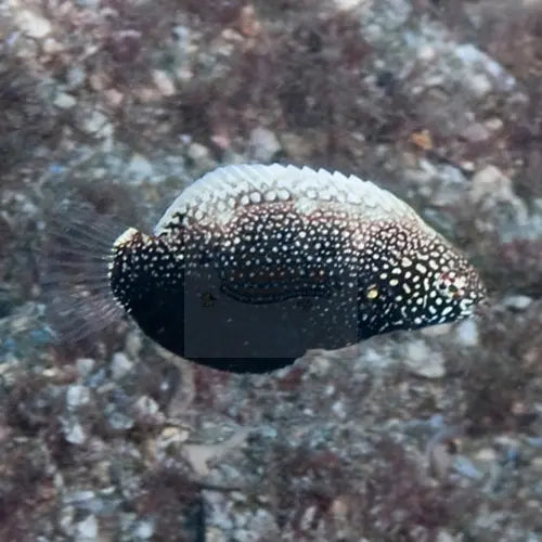 Leopard Wrasse - Black (Macropharyngodon negrosensis) - Marine World Aquatics
