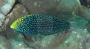 Leopard Wrasse - Blue Spot (Macropharyngodon cyanoguttatus) - Marine World Aquatics