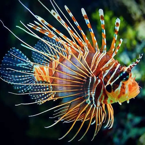 Lion - Antennata (Pterois antennata) - Marine World Aquatics