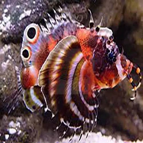 Lion - Fumanchu (Dendrochirus biocellatus) - Marine World Aquatics