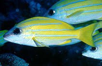 Snapper - Blue Stripe   (Lutjanus kasmira)