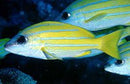 Snapper - Blue Stripe   (Lutjanus kasmira)