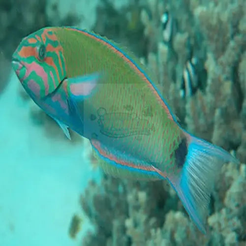 Lyretail Wrasse (Thalassoma lunare) - Marine World Aquatics