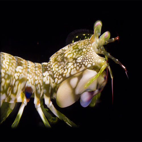 Mantis Shrimp - Yellow (Gonodactylus spp.) - Marine World Aquatics