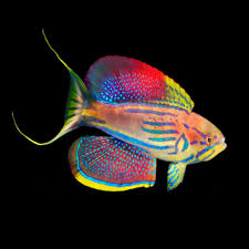Holy Grail Wrasse