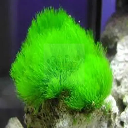 Maidens Hair Algae (Chlorodesmis spp.) - Marine World Aquatics