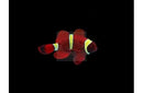 Maroon Clown  Yellow Stripe (Premnas biaculeatus) - Marine World Aquatics