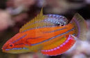 McCosker's Flasher Wrasse  (Paracheilinus mccoskeri) - Marine World Aquatics