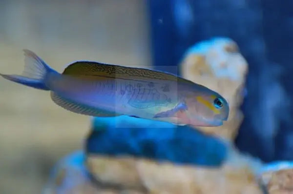 Midas Blenny Blue (Ecsenius midas) - Marine World Aquatics