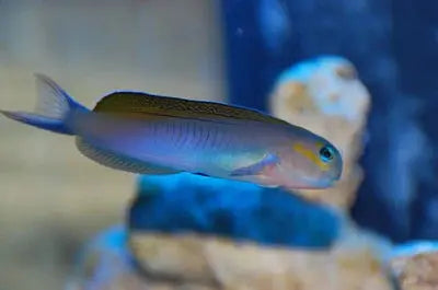 Midas Blenny Blue (Ecsenius midas) - Marine World Aquatics
