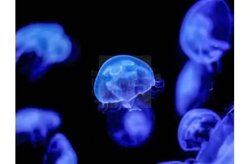 Moon Jellyfish (Aurelia Aurita) - Marine World Aquatics
