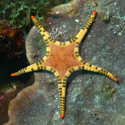 Mosaic Starfish (Iconaster longimanus) - Marine World Aquatics