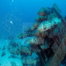 Mystery Grouper (Epinephelus spp.) - Marine World Aquatics