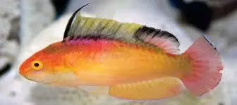 Nahackyi's Dwarf Parrot (Cirrhilabrus nahackyi) - Marine World Aquatics