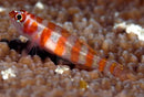 Nano Goby - Firecracker (Trimma cana) - Marine World Aquatics