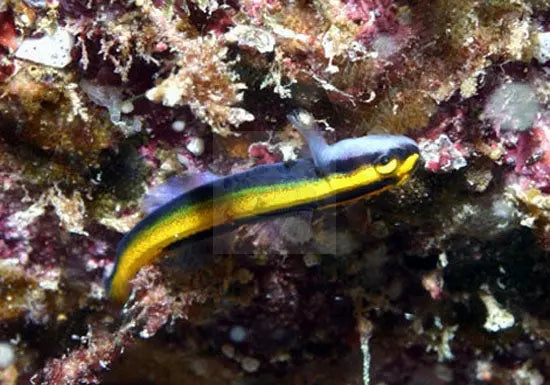 Neon Goby - Gold (Elacatinus figaro) - Marine World Aquatics