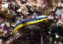Neon Goby - Gold (Elacatinus figaro) - Marine World Aquatics