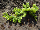 On rock- Grape Algae (Caulerpa racemosa) - Marine World Aquatics