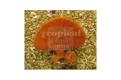 Explore Sponge Coral Collection