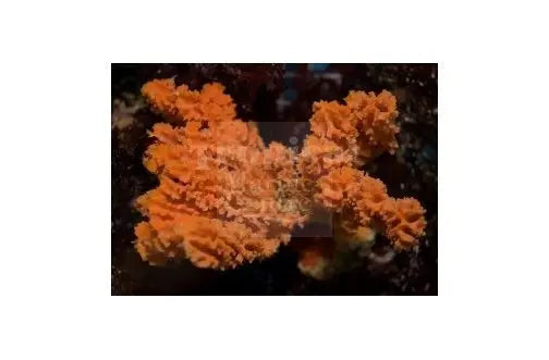 Orange Frilly Sponge (Axinella spp) - Marine World Aquatics