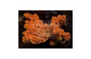 Orange Frilly Sponge (Axinella spp) - Marine World Aquatics