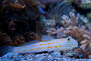 Orange Spot Goby (Valenciennea puellaris) - Marine World Aquatics