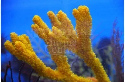 Orange Tree Sponge (Ptilocaulis spp) - Marine World Aquatics