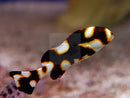 Oriental Sweetlips (Plectorhinchus orientalis) - Marine World Aquatics