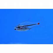 Cardinal - Red Spot Tail   Ostorhinchus parvulus