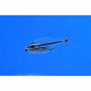 Cardinal - Red Spot Tail   Ostorhinchus parvulus