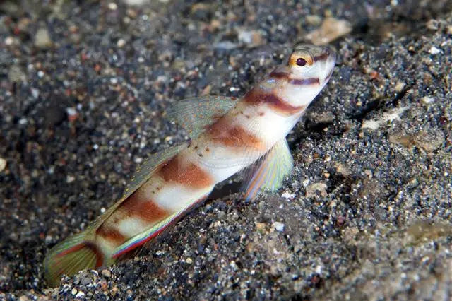 Paradise Goby (Amblyeleotris diagonalis) - Marine World Aquatics