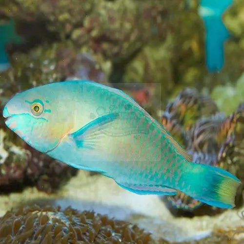 Scarus Spp Parrot - Green (Scarus spp.) - Marine World Aquatics