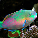 Parrotfish - Quoyi (Scarus quoyi) - Marine World Aquatics