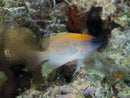Peach Damsel (Chrysiptera rex) - Marine World Aquatics