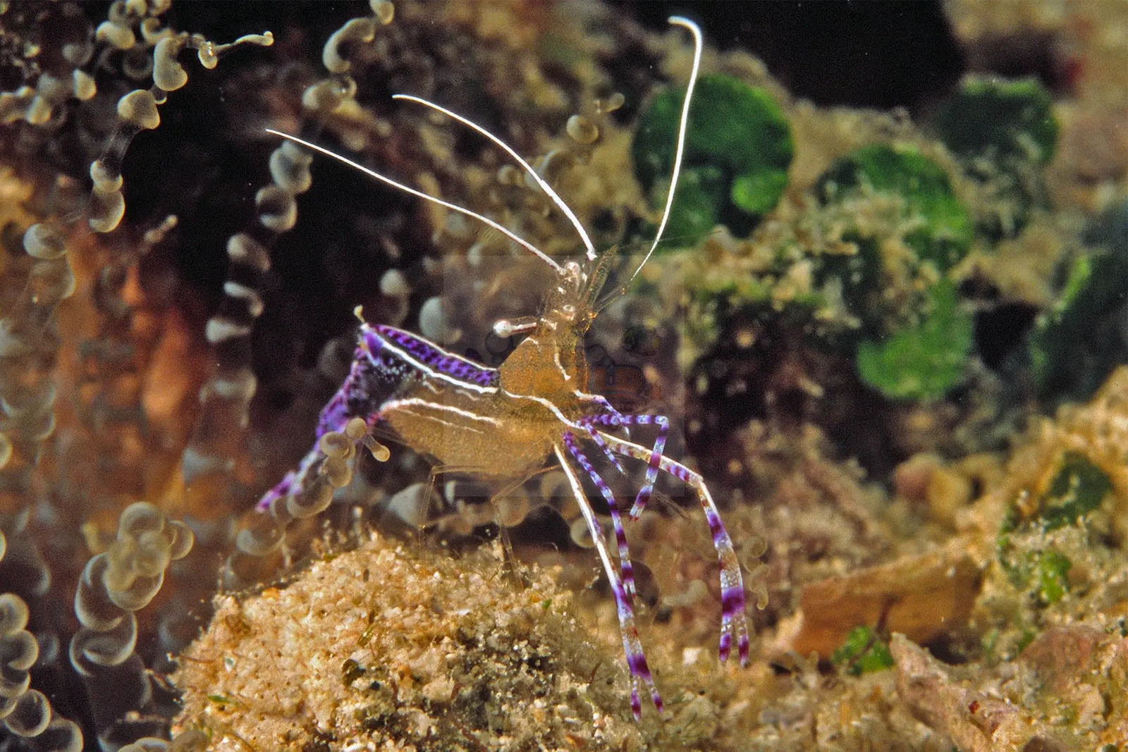 Pederson Cleaner Shrimp for Sale Marine World Aquatics